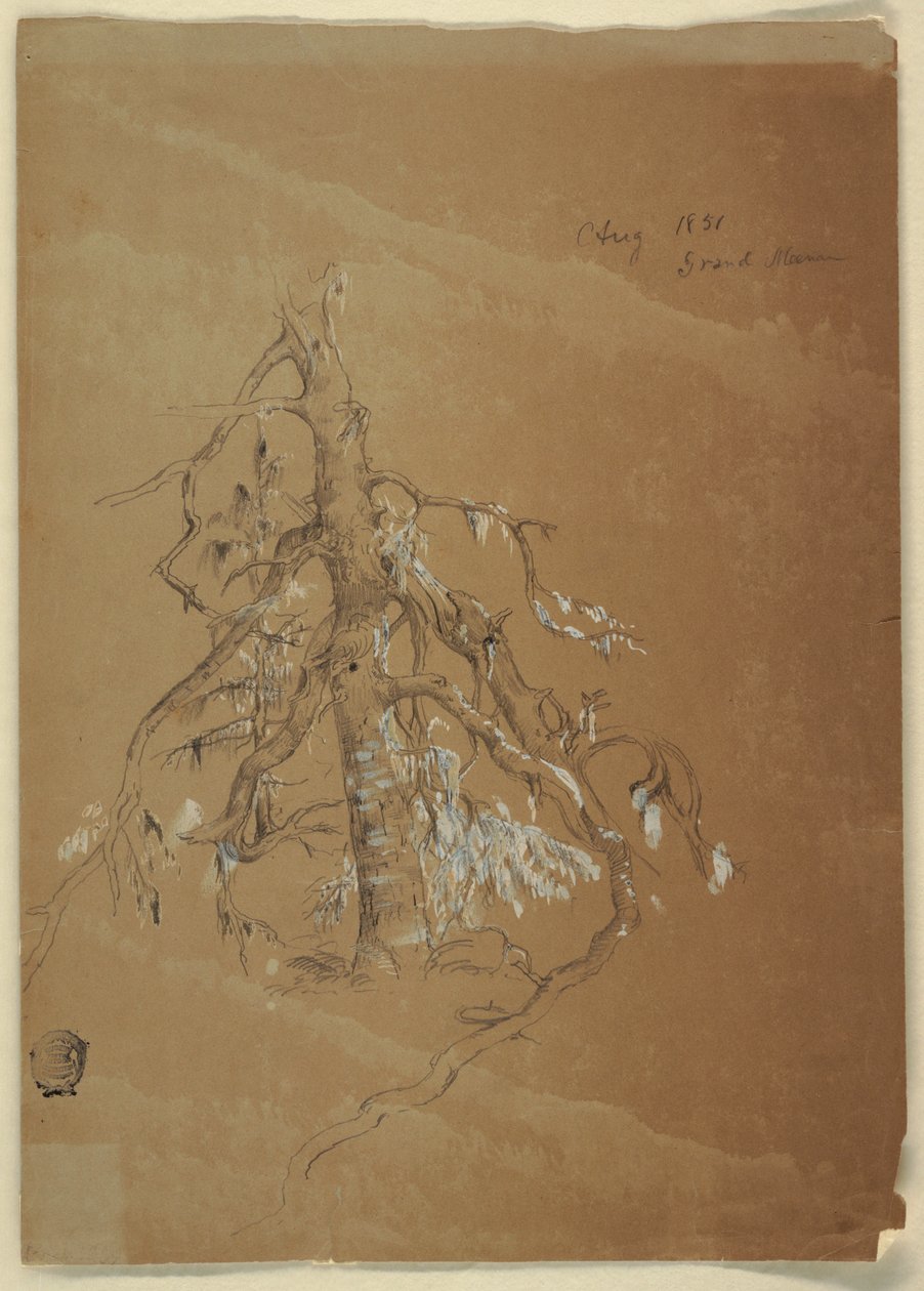 素描，一棵参天的常青树，加拿大大马南，1851 年 8 月 作者 弗雷德里克·埃德温·丘奇