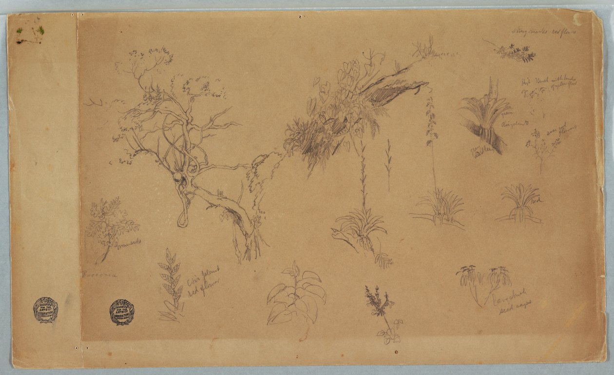 素描，《来自哥伦比亚或厄瓜多尔的 13 组植物研究》，1853 年 作者 弗雷德里克·埃德温·丘奇