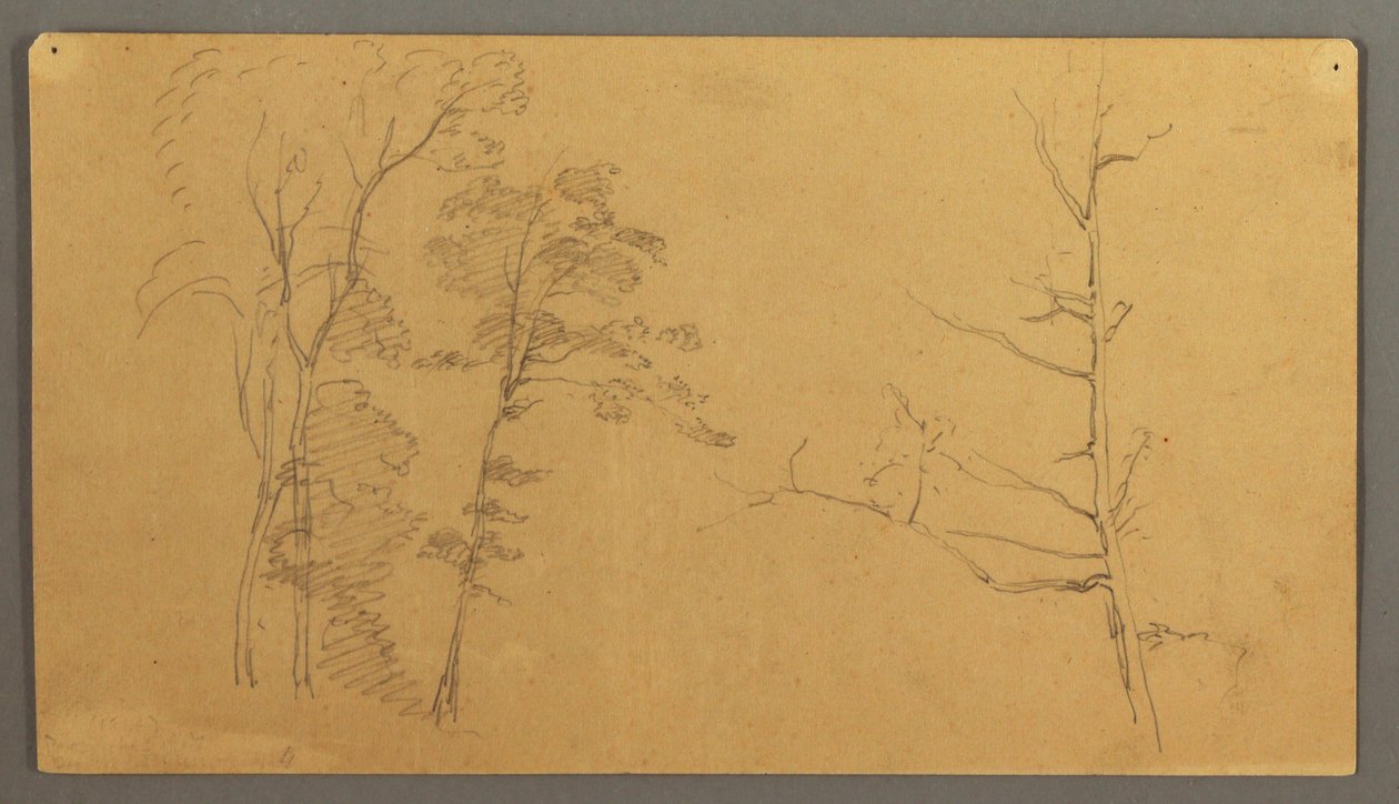 素描，带枯树上部的群树，1866 年 作者 弗雷德里克·埃德温·丘奇