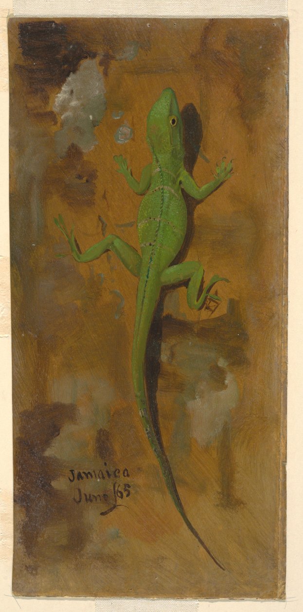 绘画，蜥蜴，1865 年 6 月 作者 弗雷德里克·埃德温·丘奇