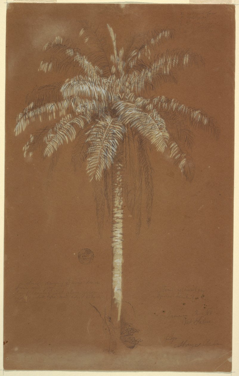 绘图，阿巴耶棕榈，牙买加萨卢斯山，1865 年 6 月 作者 弗雷德里克·埃德温·丘奇