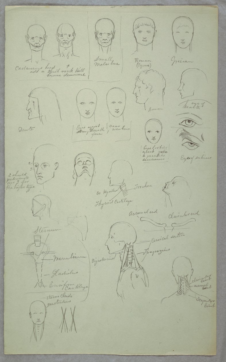 素描，解剖研究，1865-70 年 作者 弗雷德里克·埃德温·丘奇