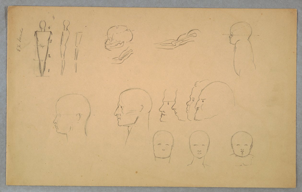 素描，解剖研究，1865-70 年 作者 弗雷德里克·埃德温·丘奇