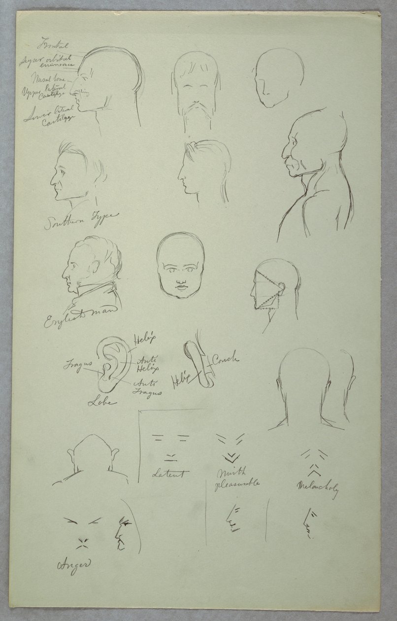 素描，解剖研究，1865-70 年 作者 弗雷德里克·埃德温·丘奇