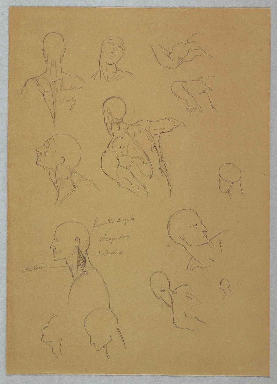 素描，解剖研究，1865-70 年 作者 弗雷德里克·埃德温·丘奇