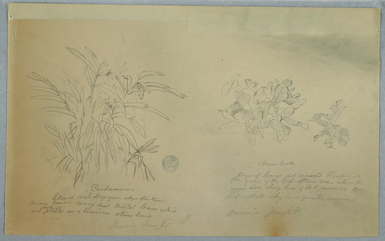 绘画，箭毒草和豆蔻研究，牙买加，1865 年 6 月 作者 弗雷德里克·埃德温·丘奇