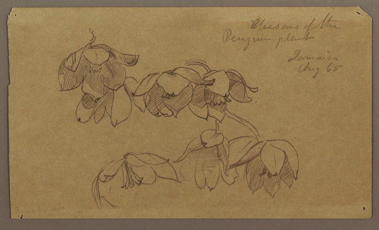 素描，企鹅山的花朵，1865 年 8 月 作者 弗雷德里克·埃德温·丘奇