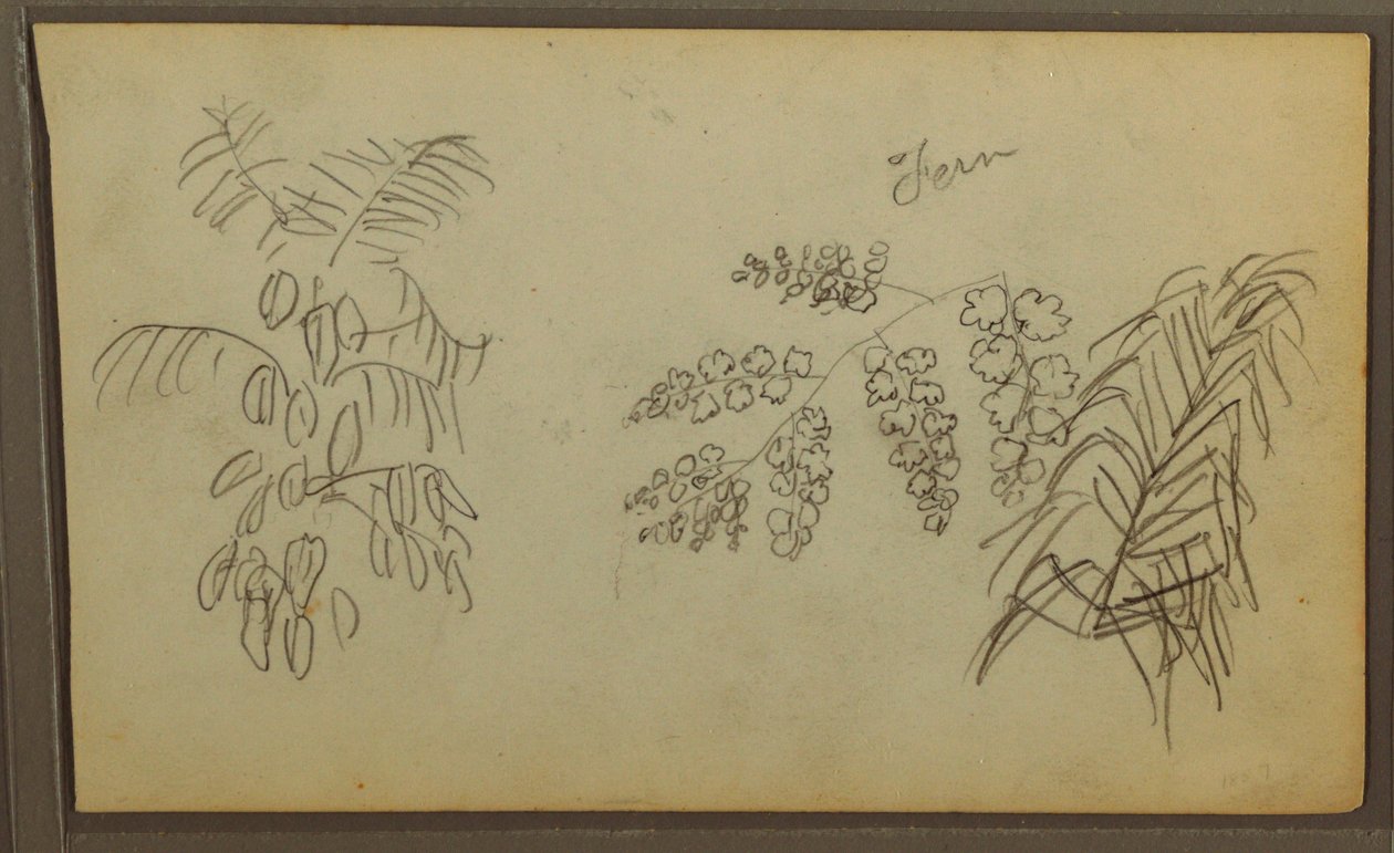 素描，植物素描，1857 年 作者 弗雷德里克·埃德温·丘奇