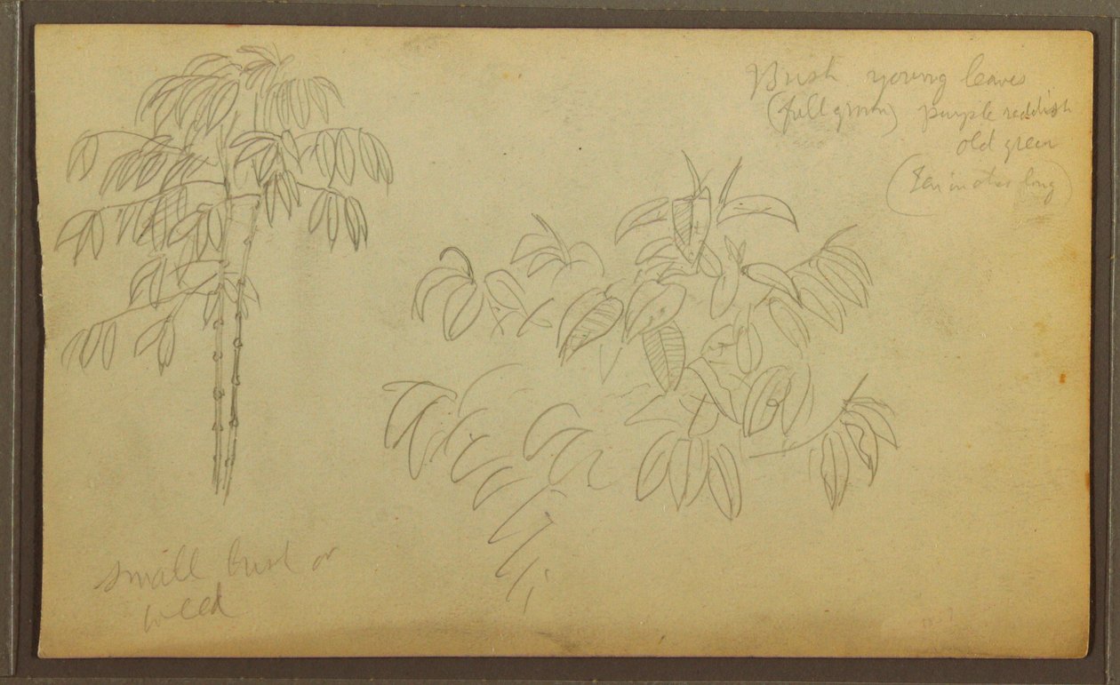 素描，植物素描，1857 年 作者 弗雷德里克·埃德温·丘奇