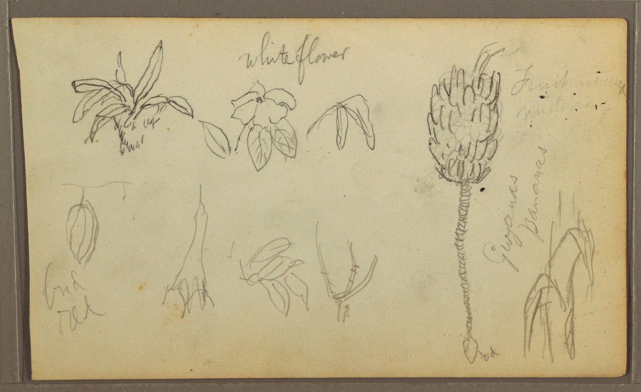 素描，植物素描，1857 年 作者 弗雷德里克·埃德温·丘奇