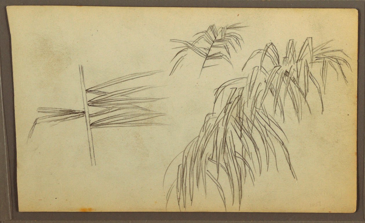 素描，植物素描，1857 年 作者 弗雷德里克·埃德温·丘奇