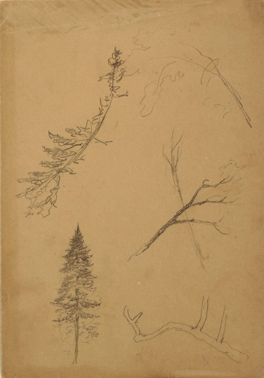 素描，植物素描，1888 年 作者 弗雷德里克·埃德温·丘奇