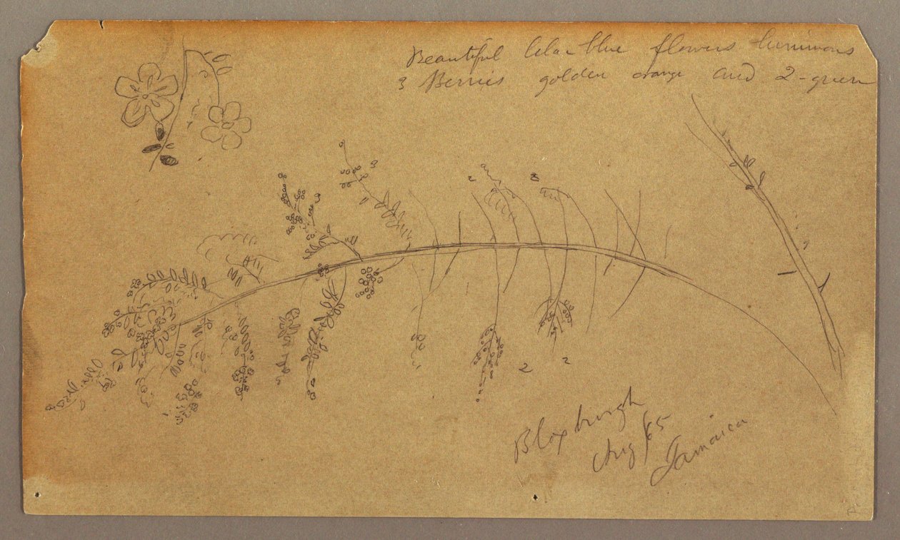 素描，植物素描，1865 年 8 月 作者 弗雷德里克·埃德温·丘奇