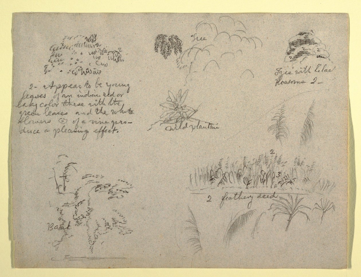 素描，植物素描，哥伦比亚，1853 年 作者 弗雷德里克·埃德温·丘奇