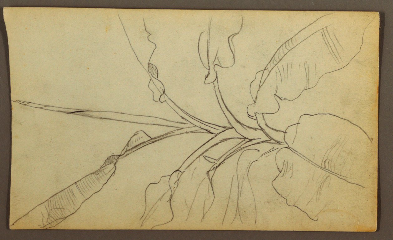 素描，植物素描，厄瓜多尔或哥伦比亚；背面：植物素描，1857 年 作者 弗雷德里克·埃德温·丘奇