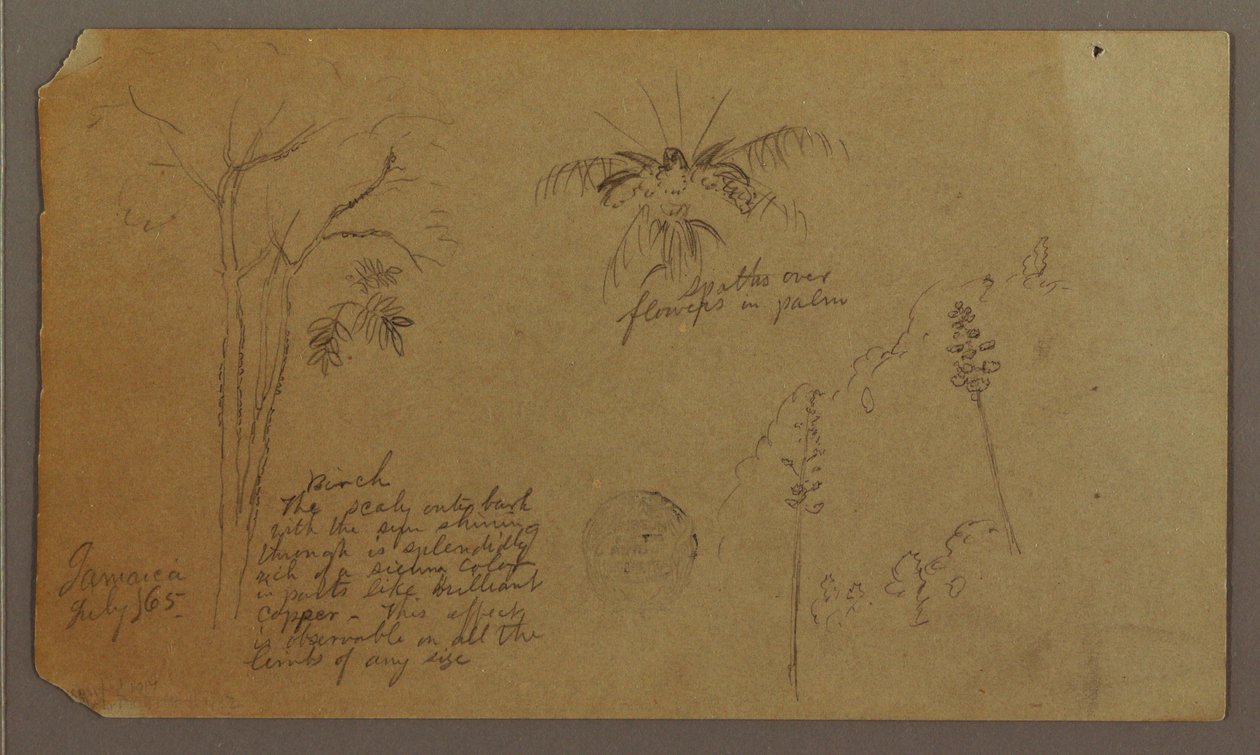 素描，植物素描，1865 年 7 月 作者 弗雷德里克·埃德温·丘奇