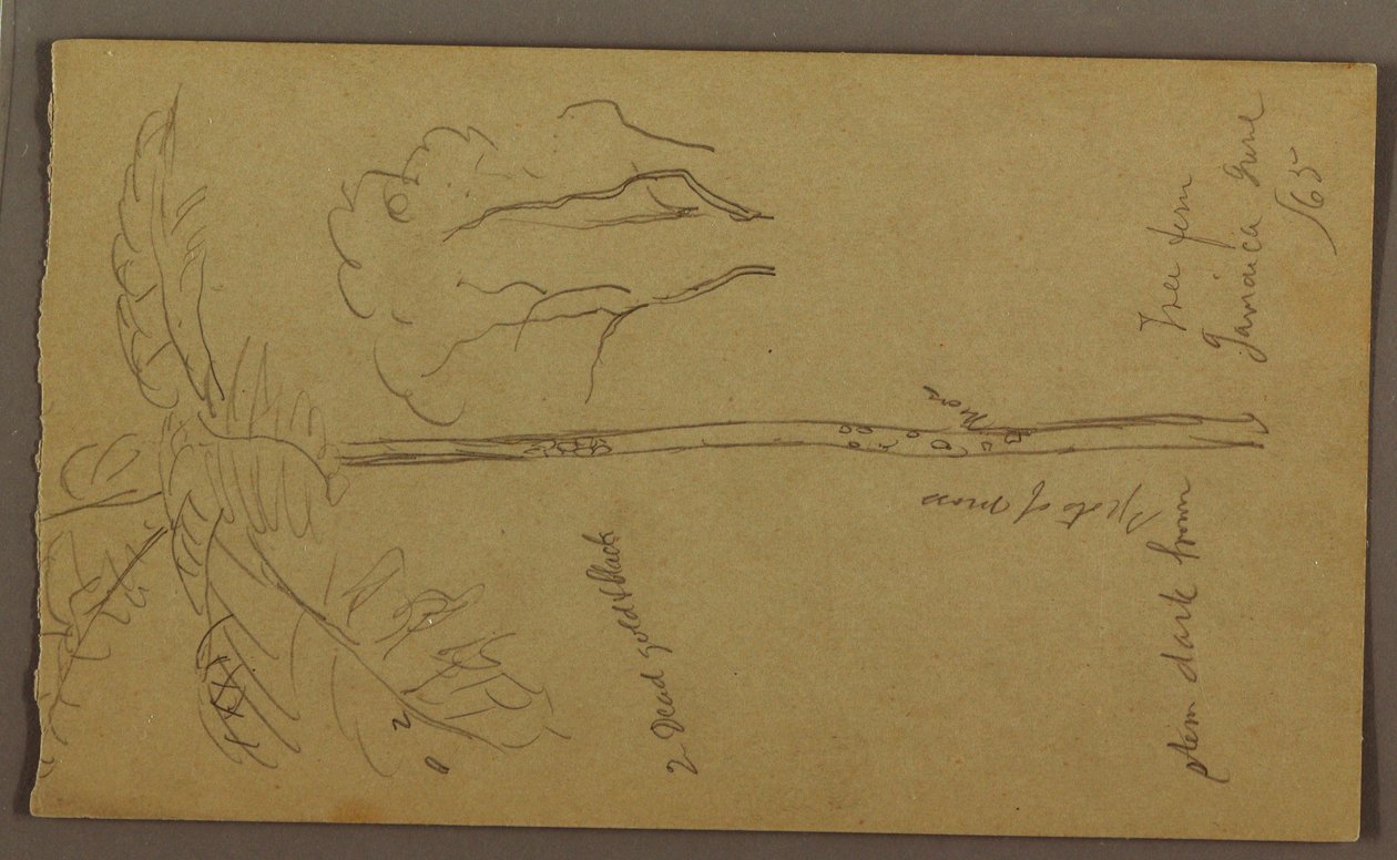 素描，植物素描，1865 年 6 月 作者 弗雷德里克·埃德温·丘奇