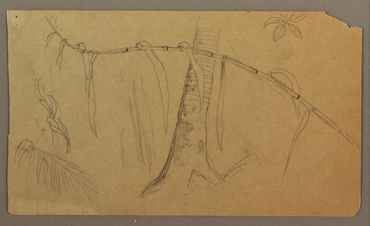 素描，植物素描，1865 年 5 月至 8 月 作者 弗雷德里克·埃德温·丘奇