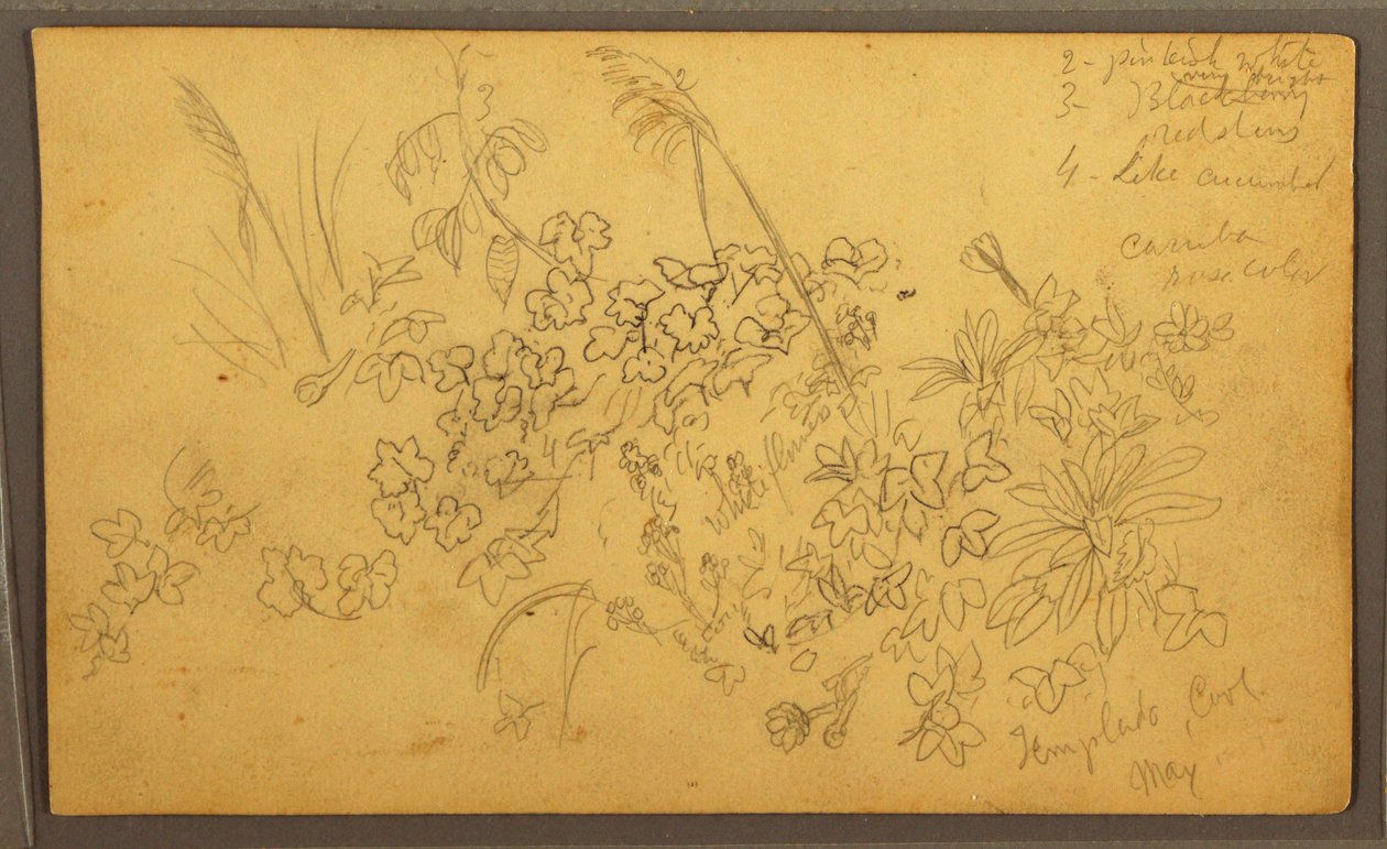 素描，植物素描，1857 年 5 月 作者 弗雷德里克·埃德温·丘奇