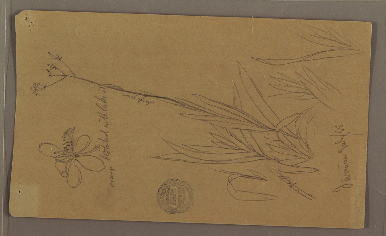 素描，展示植物细节的植物素描，牙买加，1865 年 7 月 作者 弗雷德里克·埃德温·丘奇