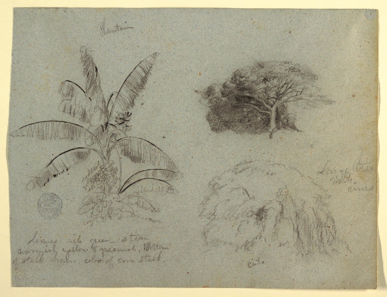 素描，植物素描，南美，1853 年 5 月？ 作者 弗雷德里克·埃德温·丘奇