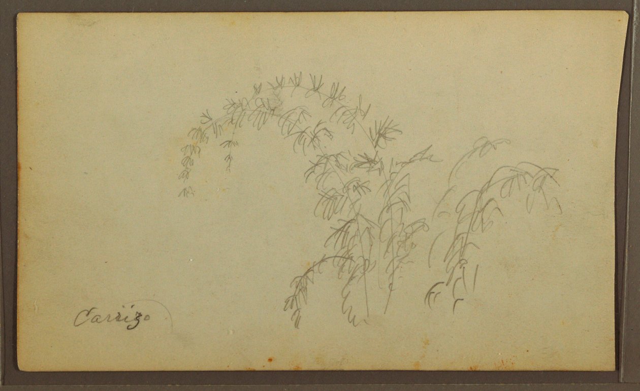 素描，植物素描；背面：植物素描，1857 年 作者 弗雷德里克·埃德温·丘奇