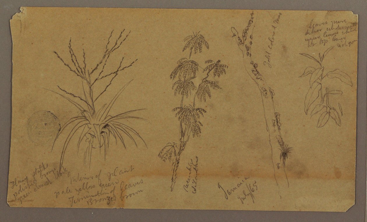 素描，植物素描；背面：云，1865 年 7 月 作者 弗雷德里克·埃德温·丘奇