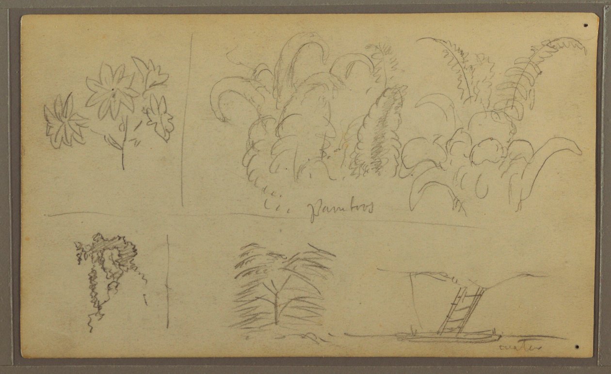 素描，植物素描；背面：蜥蜴，棕榈，1857 年 作者 弗雷德里克·埃德温·丘奇