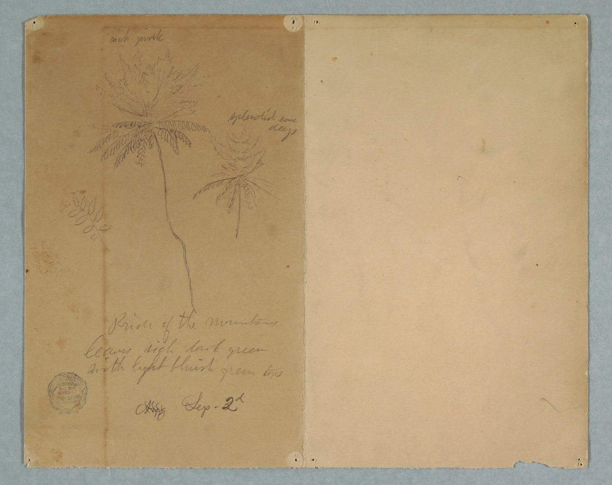 素描，《植物素描：树枝、树和树顶》，南美洲，1853 年 9 月 2 日 作者 弗雷德里克·埃德温·丘奇