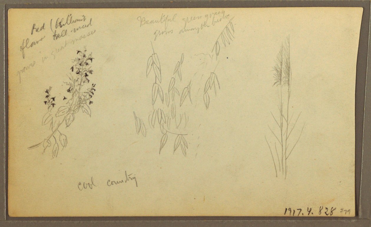素描，植物素描，房屋；植物素描，1857 年 作者 弗雷德里克·埃德温·丘奇