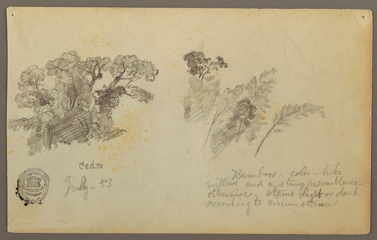 绘画，《哥伦比亚植物研究》，1853 年 7 月 作者 弗雷德里克·埃德温·丘奇