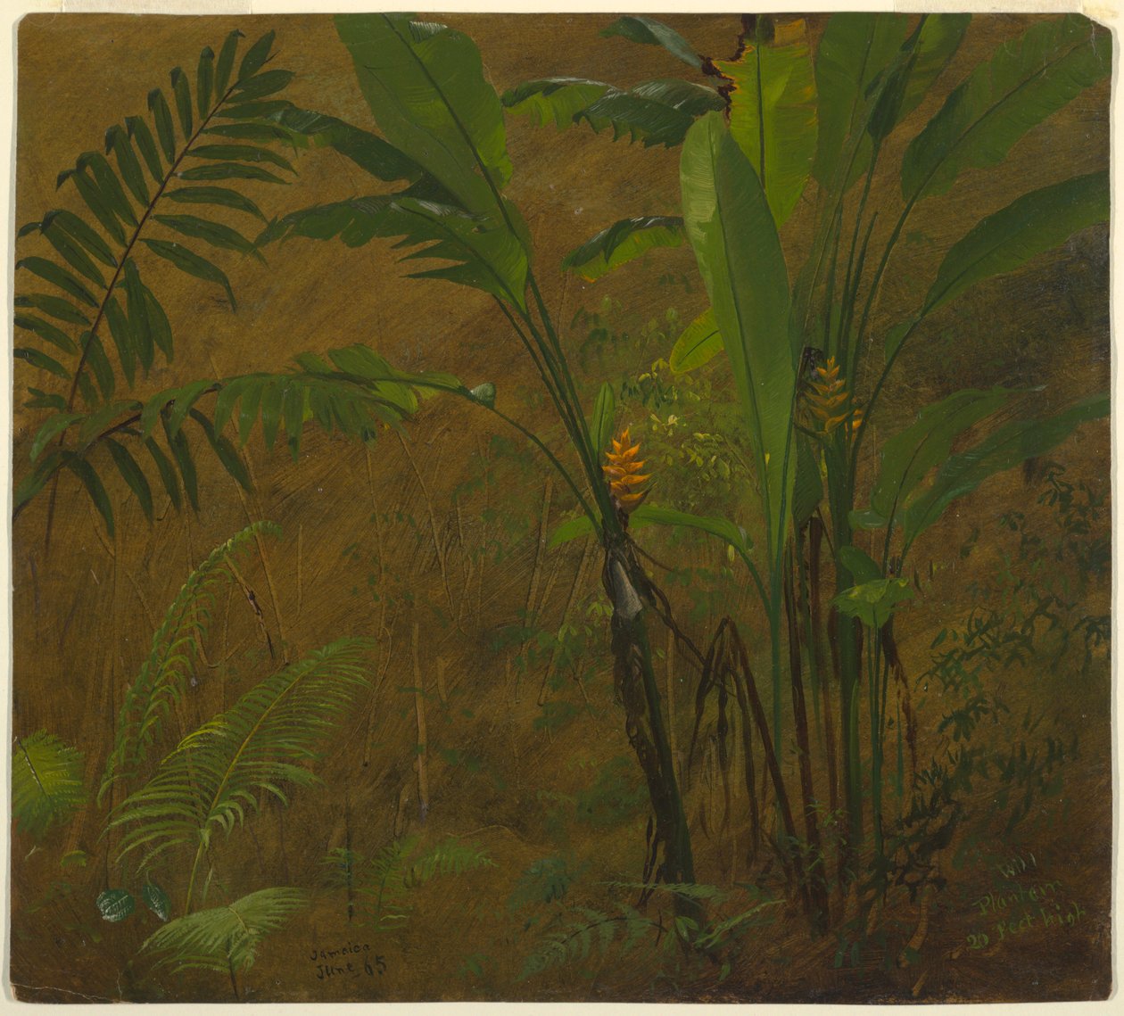绘画，西印度群岛牙买加植物研究，1887 年 6 月 作者 弗雷德里克·埃德温·丘奇