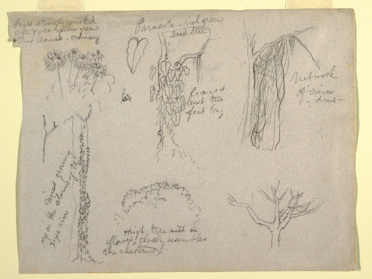 素描，哥伦比亚马格达莱纳河植物研究：  寄生虫，枯树，1853 年 作者 弗雷德里克·埃德温·丘奇