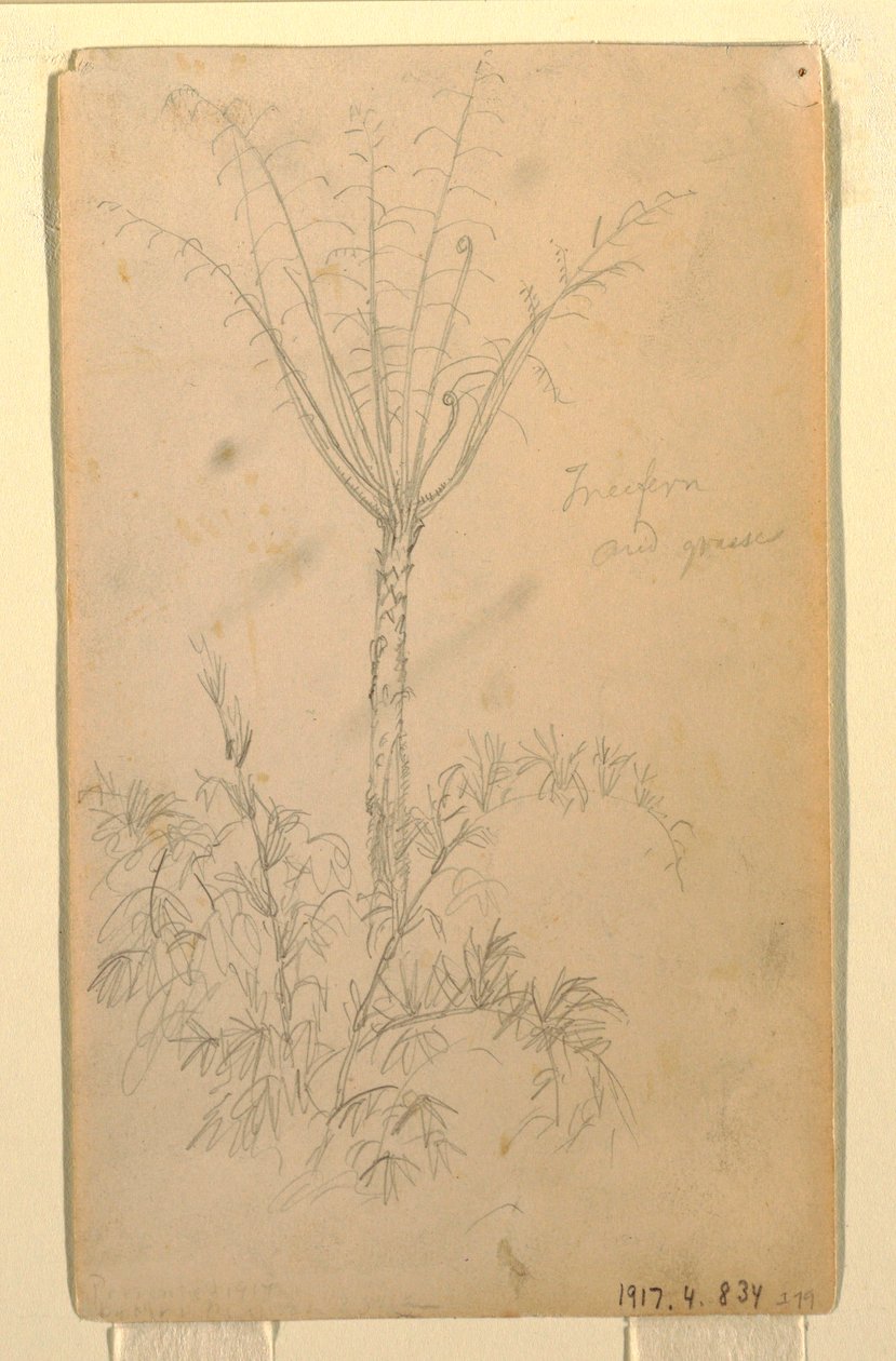 素描，《树的植物学研究》，1857 年 5-6 月 作者 弗雷德里克·埃德温·丘奇