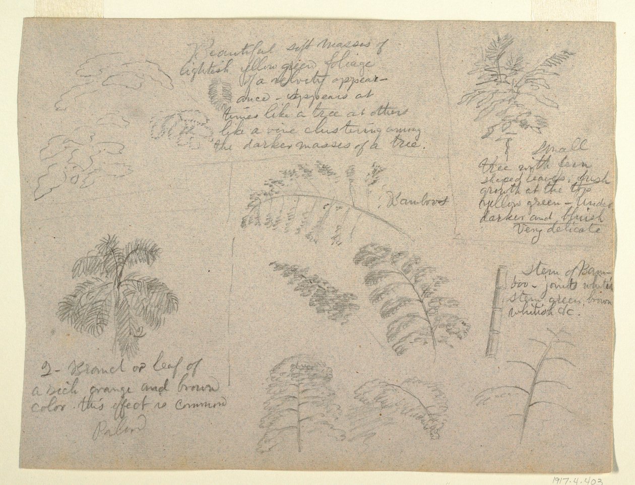 素描，植物研究，从哥伦比亚马格达莱纳河看，1853 年 作者 弗雷德里克·埃德温·丘奇