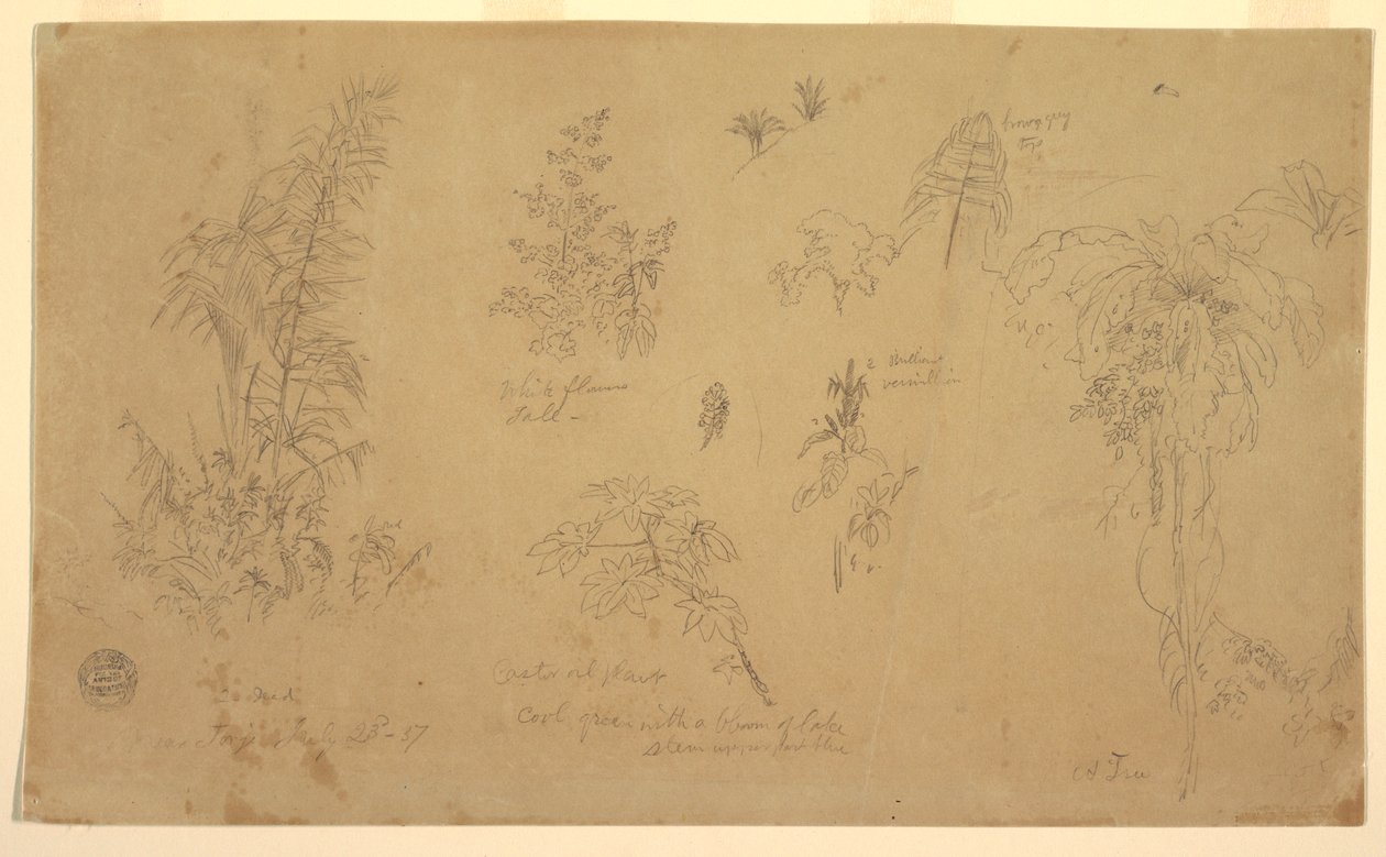 素描，植物素描，"约热附近"，1857 年 7 月 23 日 作者 弗雷德里克·埃德温·丘奇