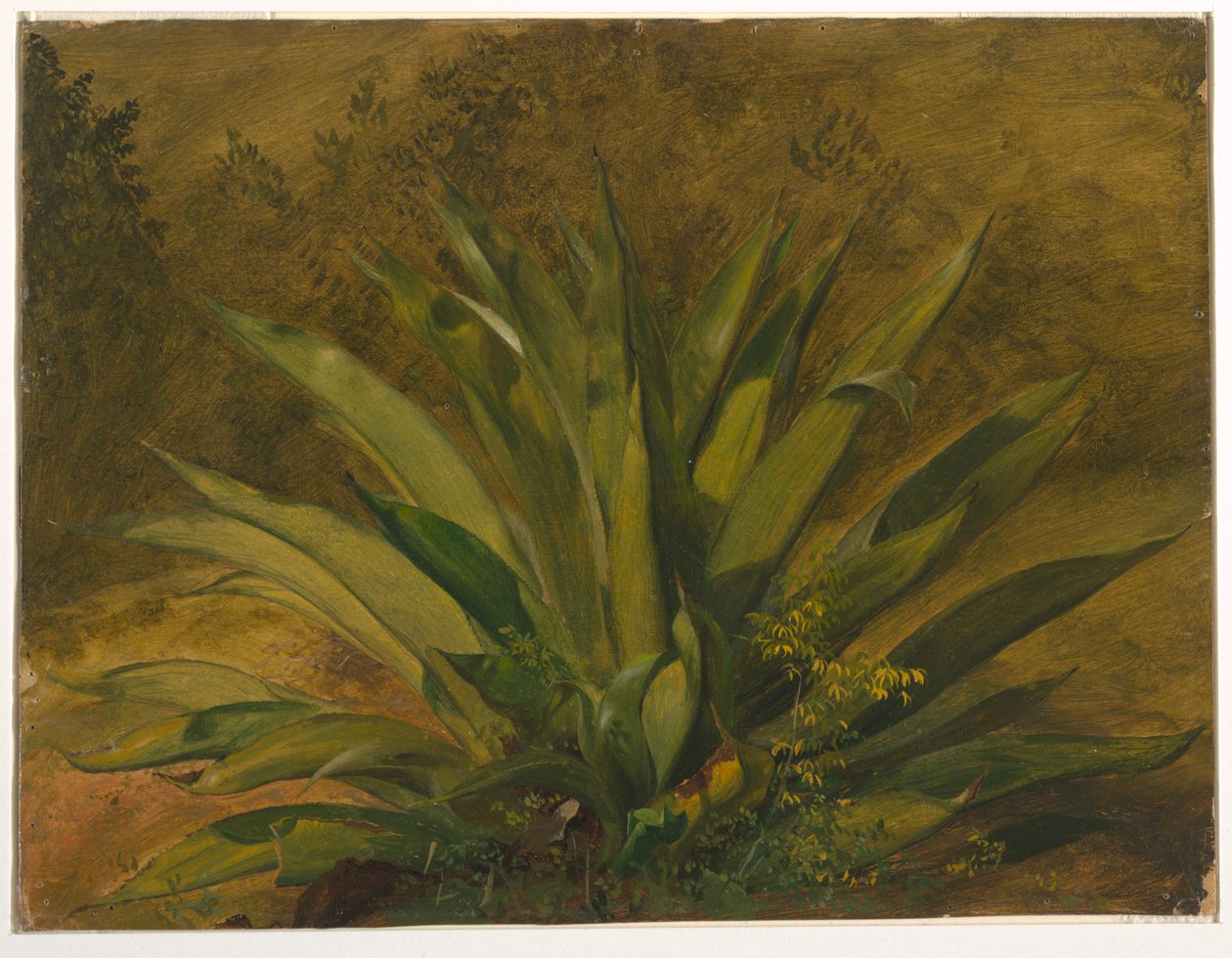 素描，植物研究，1865-66 年 作者 弗雷德里克·埃德温·丘奇