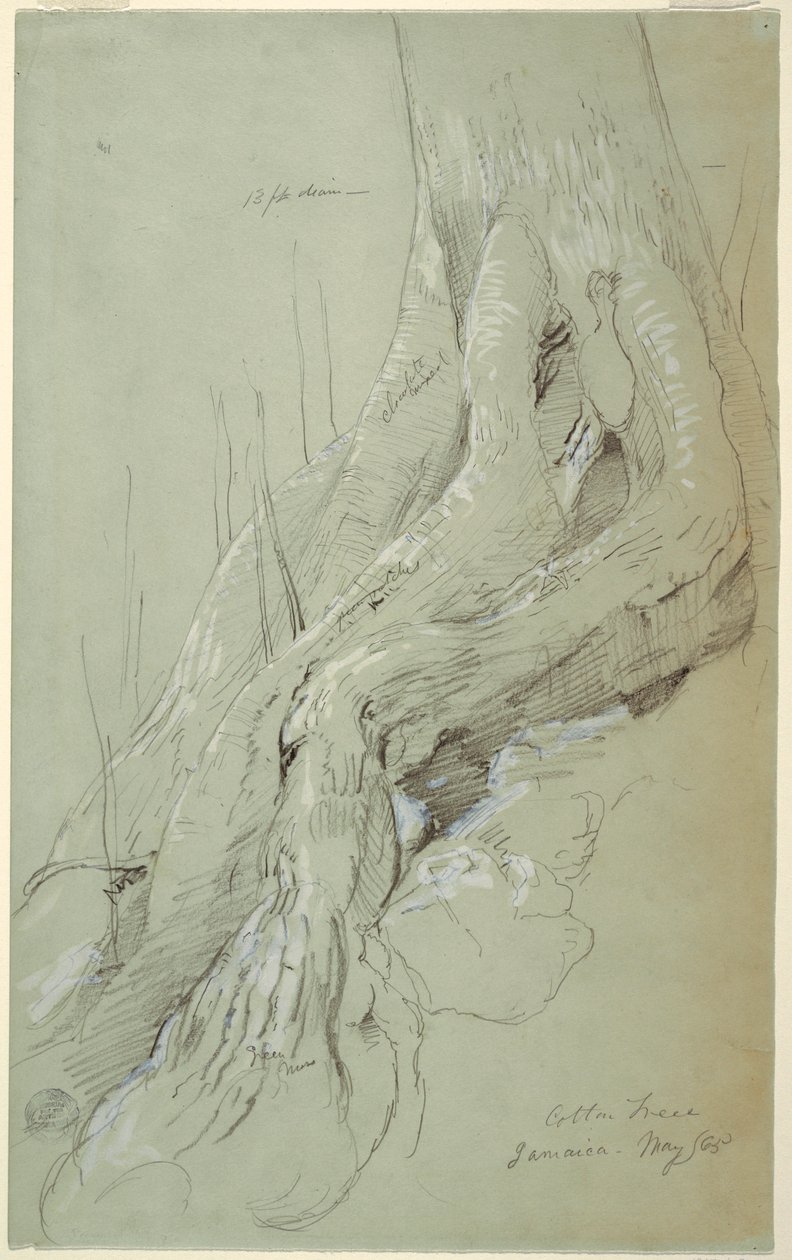 绘画，斜坡上生长的棉花树根，牙买加，1865 年 5 月 作者 弗雷德里克·埃德温·丘奇