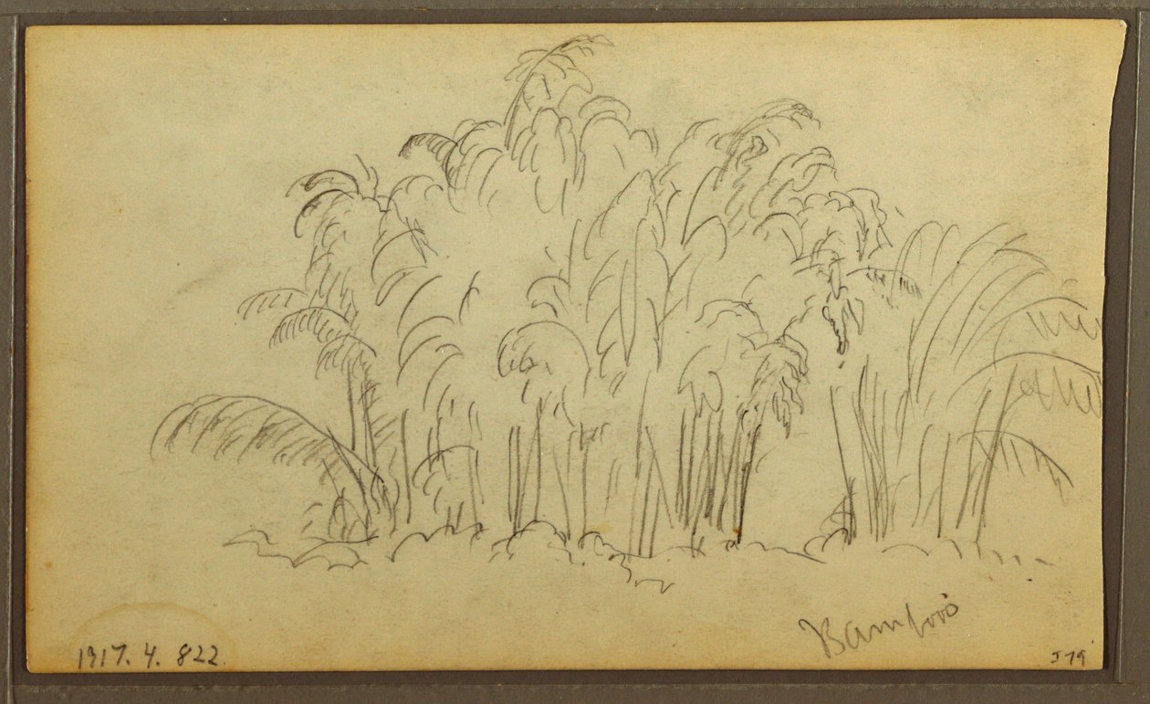 素描，风景中的奶牛；背面：竹子，1857 年 作者 弗雷德里克·埃德温·丘奇