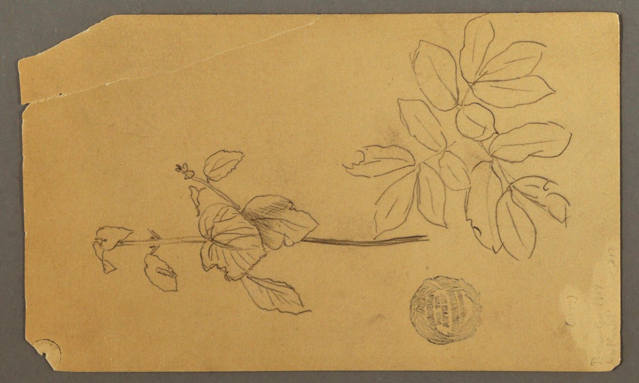 绘画，素描。  素描  植物茎干。   带叶子的枝桠，可能创作于 1877 年 作者 弗雷德里克·埃德温·丘奇