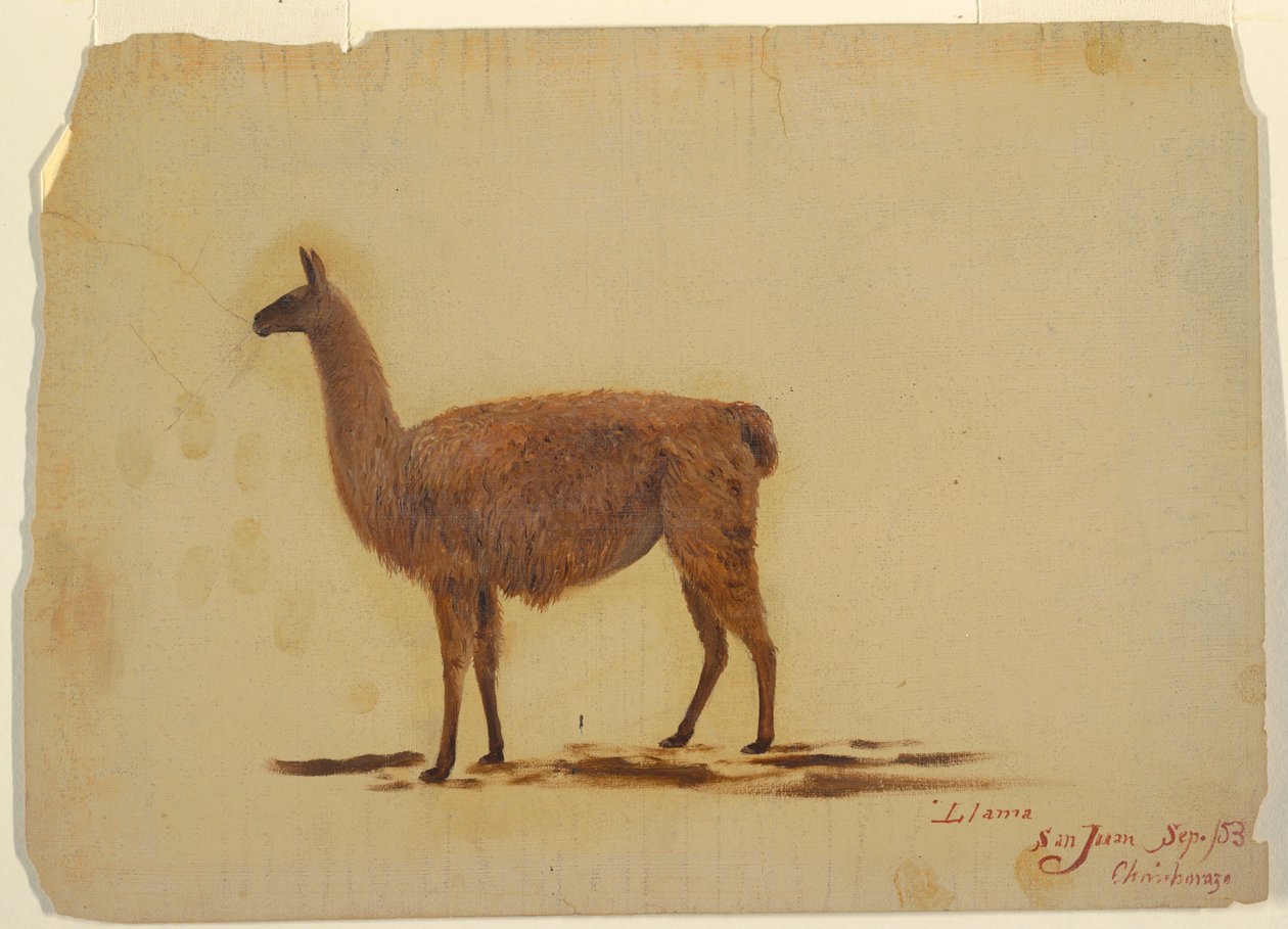 素描，厄瓜多尔，圣胡安（钦博拉索），骆驼，1853 年 9 月 作者 弗雷德里克·埃德温·丘奇