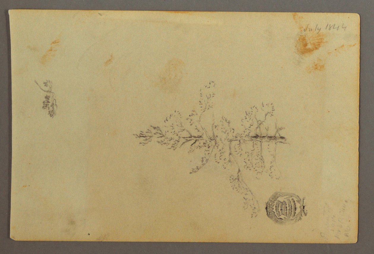 素描，常青树，1844 年 作者 弗雷德里克·埃德温·丘奇