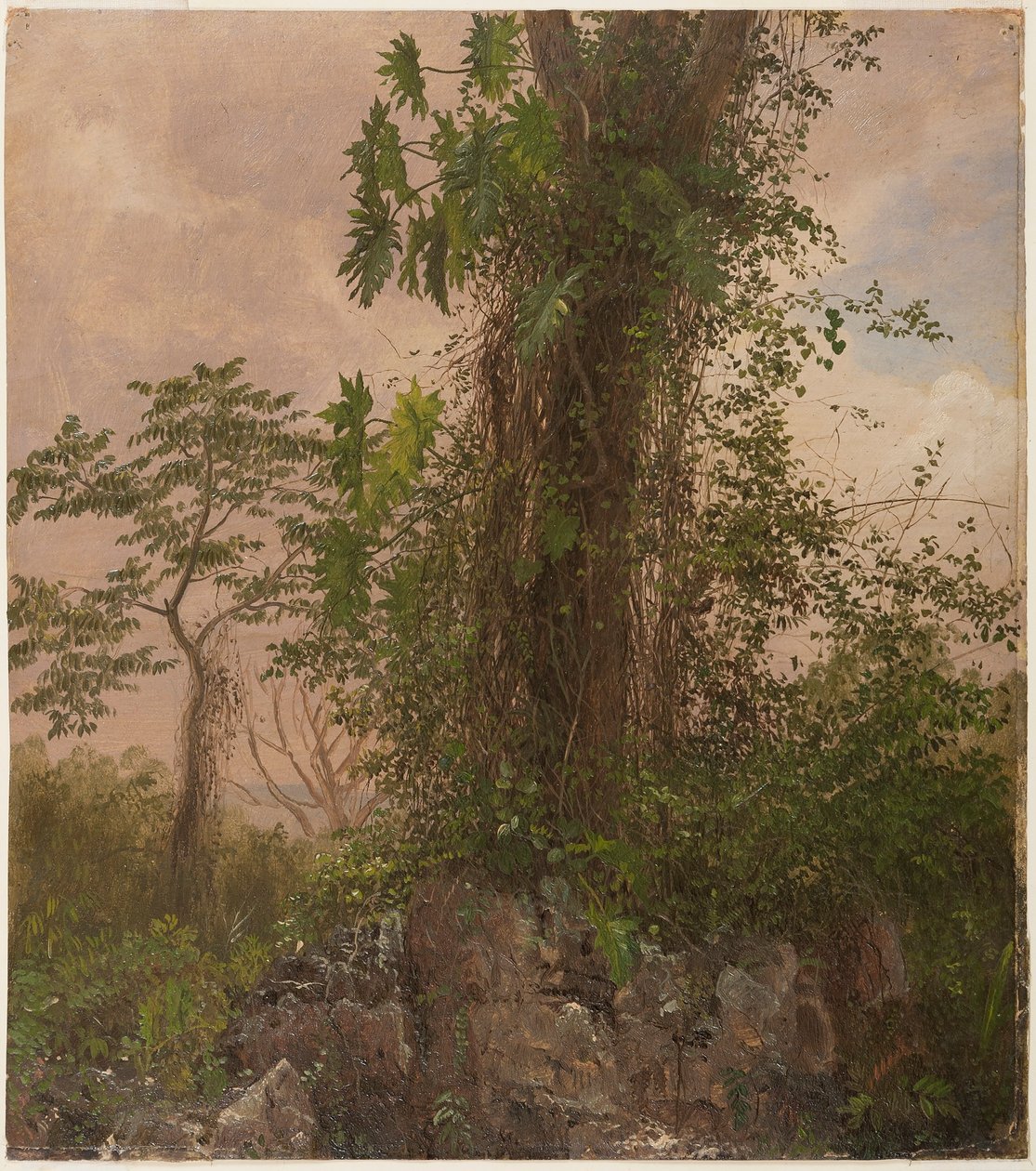 素描，无花果树和野生凤仙花，1865 年 作者 弗雷德里克·埃德温·丘奇