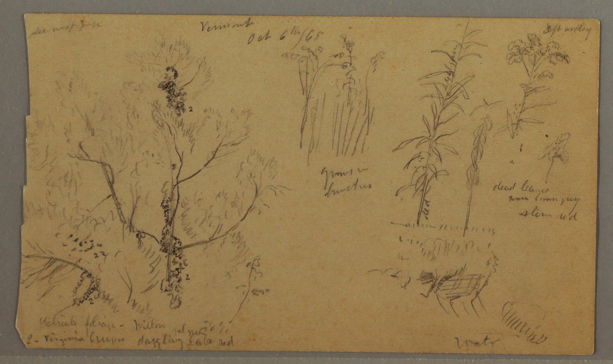 素描，植物研究，1865 年 10 月 6 日 作者 弗雷德里克·埃德温·丘奇