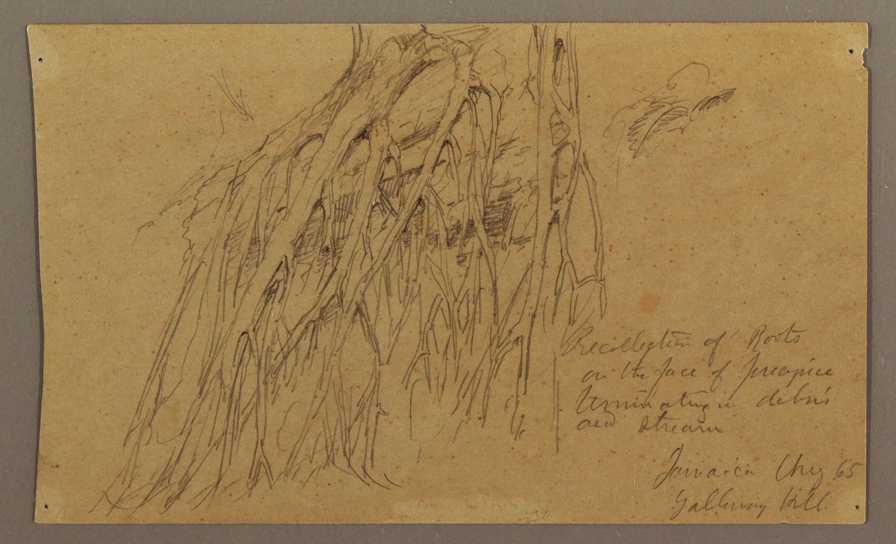 绘图，悬挂的树根，加勒韦山，1865 年 8 月 作者 弗雷德里克·埃德温·丘奇