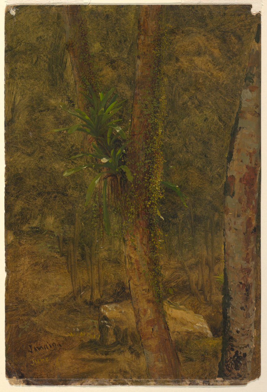 素描，丛林场景，1865 年 6 月 作者 弗雷德里克·埃德温·丘奇