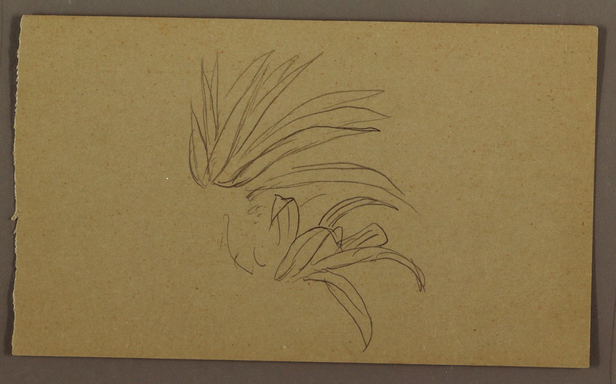 素描，百合植物，1865 年 作者 弗雷德里克·埃德温·丘奇