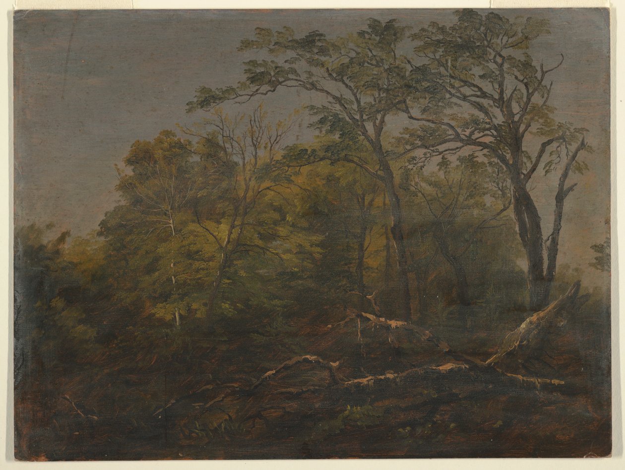 绘画，缅因州森林，1845-55 年 作者 弗雷德里克·埃德温·丘奇