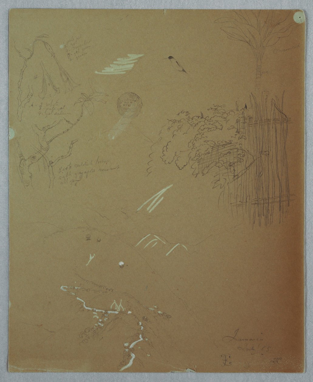素描，自然研究，牙买加蓝山，1865 年 7 月 作者 弗雷德里克·埃德温·丘奇