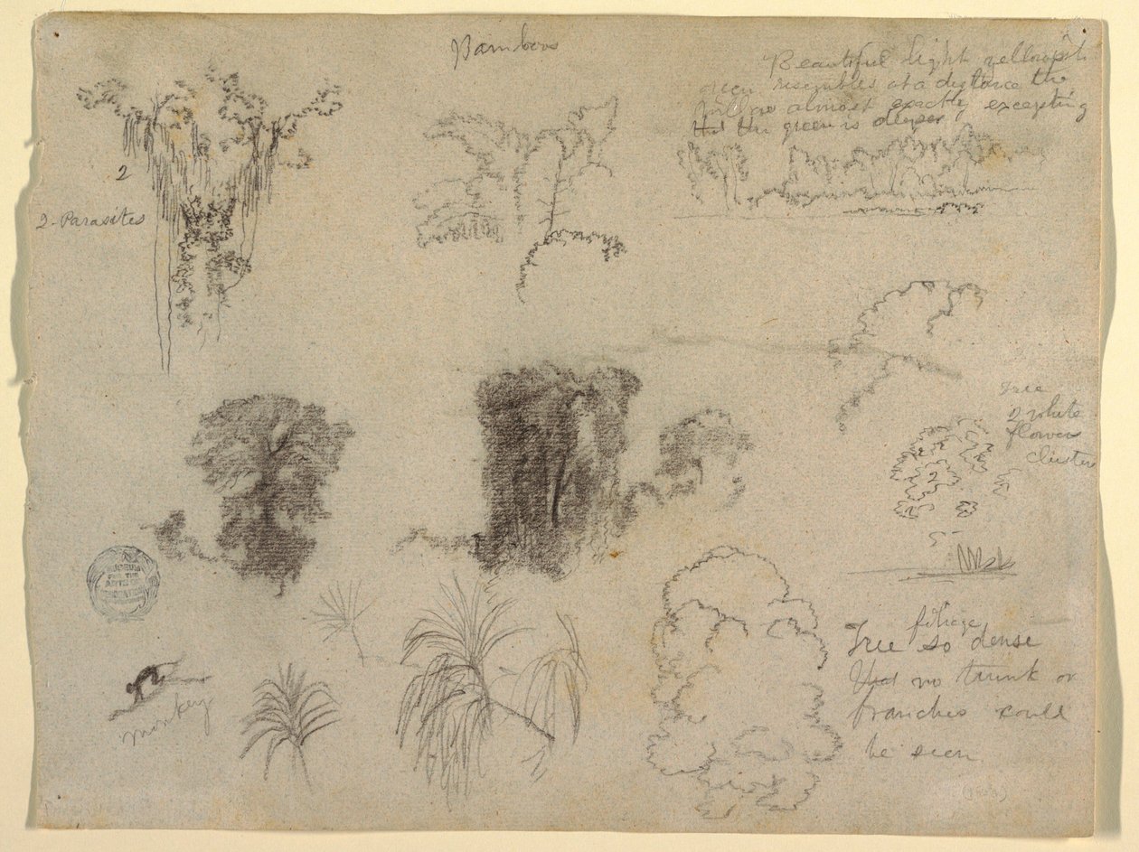 绘画，自然研究，可能来自哥伦比亚：猴子、寄生虫和树木，1853 年 作者 弗雷德里克·埃德温·丘奇